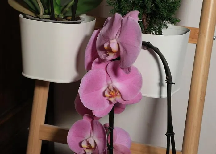 Bernadette Bed and Breakfast